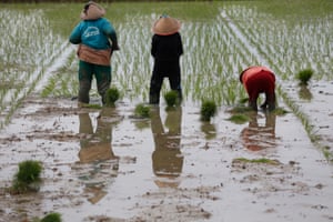 Farmers plant rice in a saturated field