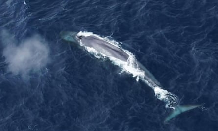 An Antarctic blue whale from the air