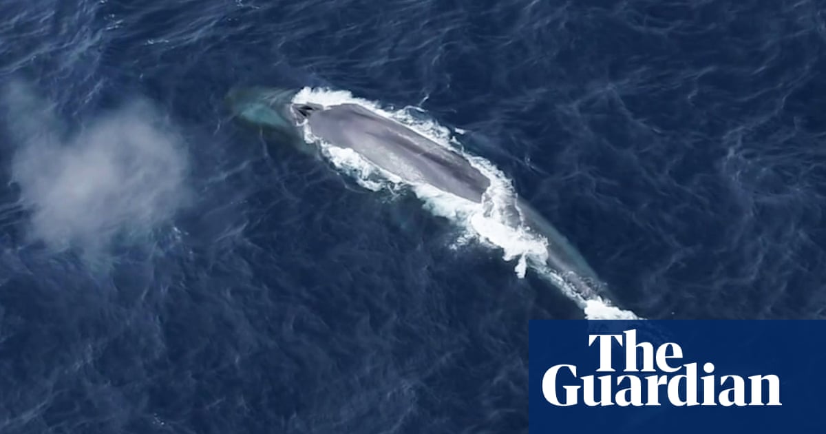 ‘I’m a blue whale, I’m here’: researchers listen with delight to songs that hint at Antarctic resurgence | Whales