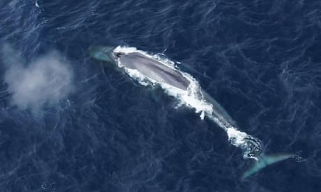 ‘I’m a blue whale, I’m here’: researchers listen with delight to songs that hint at Antarctic resurgence