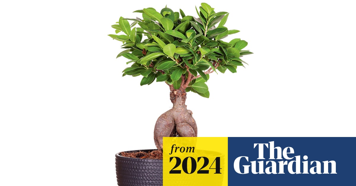 Attitude Jardin Ficus Ginseng Bonsai - Plante Intérieur 40-50 Cm Pot 21 Cm