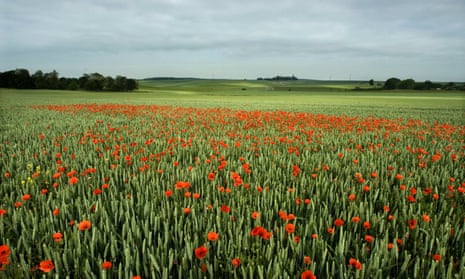 Blood-red … poppies in the Somme Battlefield, France.