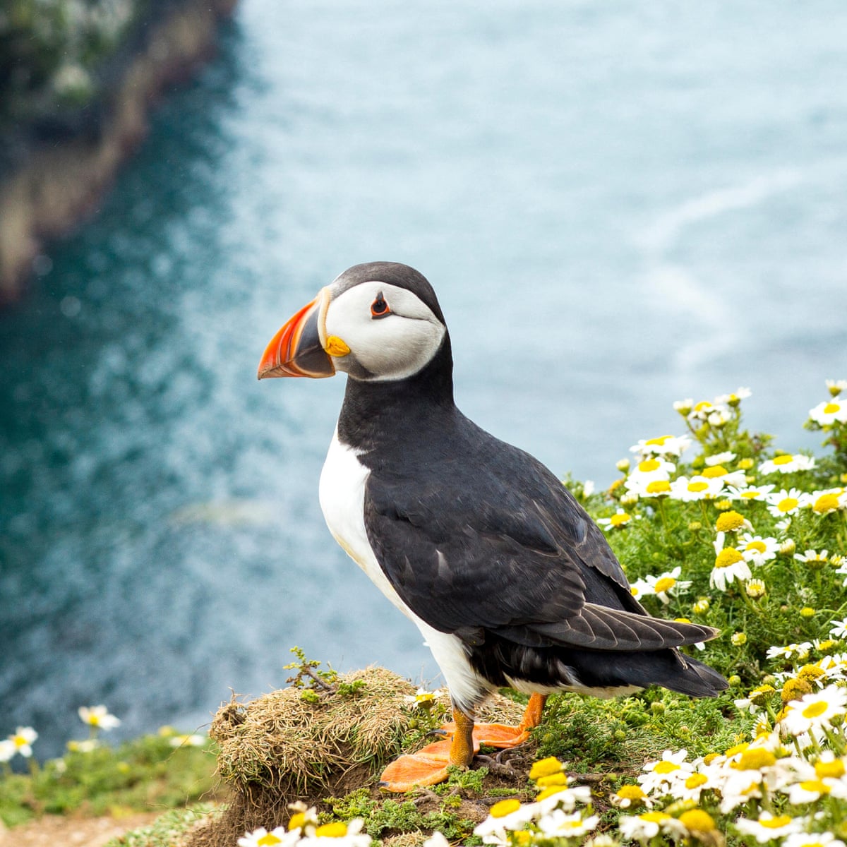 How the quirky puffin became a symbol of the climate crisis – and hope
