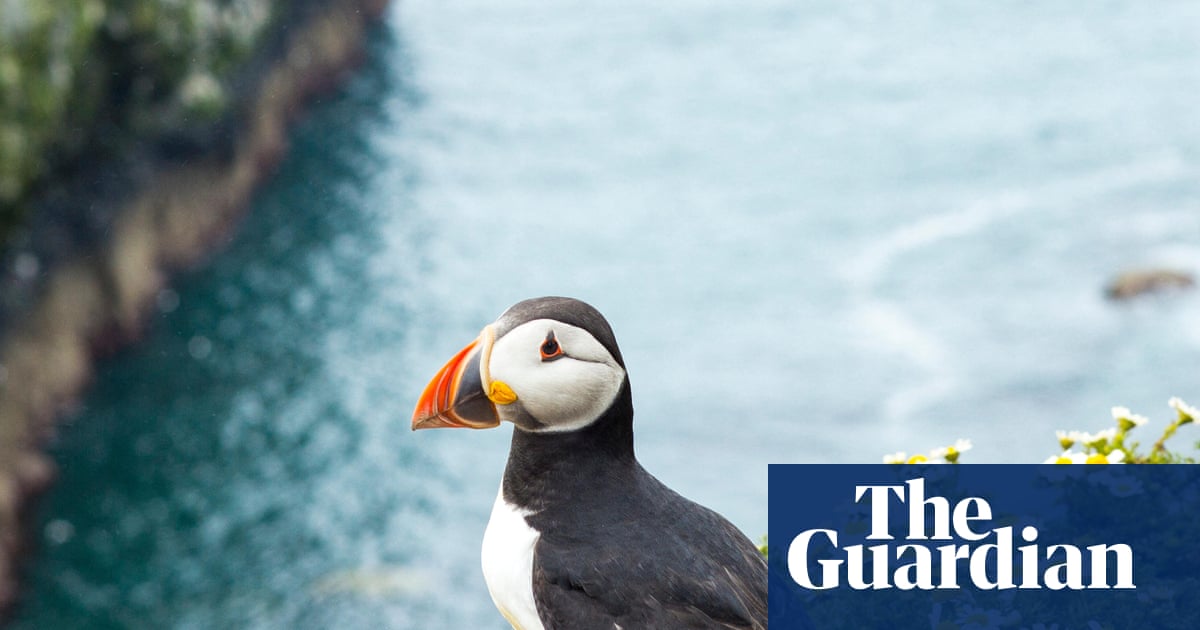 How the quirky puffin became a symbol of the climate crisis – and hope