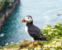 A puffin sitting on a cliff with daisies and grass