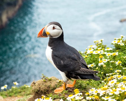 A puffin with a colourful beak stands on a Skomer Island clifftop among daisies, sea below