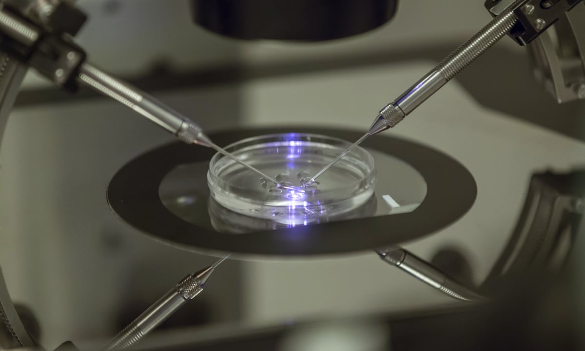 Technology for lab-grown eggs or sperm on brink of viability, UK fertility watchdog finds | Reproduction | The Guardian