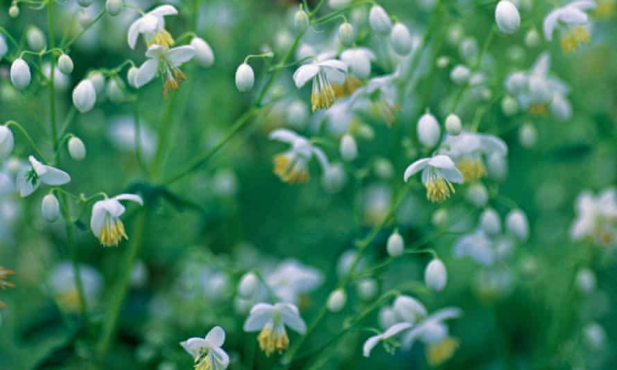 Thalictrum delavayi album - Meadow Rue