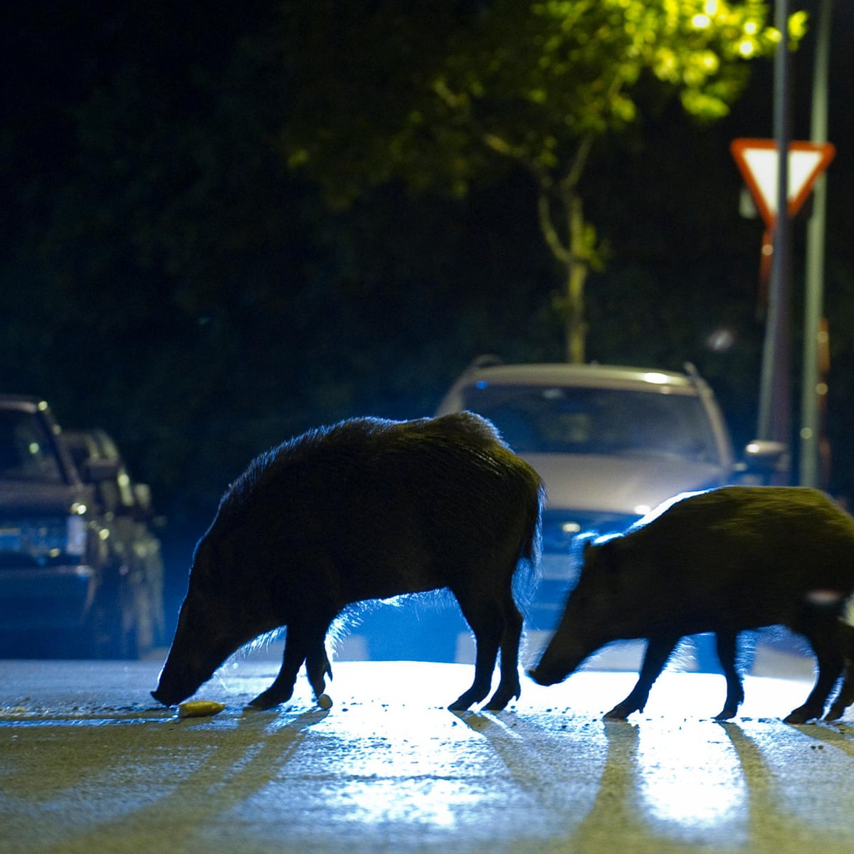 Wild Boar Sighted Near Barcelona City Centre Looking For Food Barcelona The Guardian Wild Boar Sighted Near Barcelona City Centre Looking For Food Barcelona The Guardian