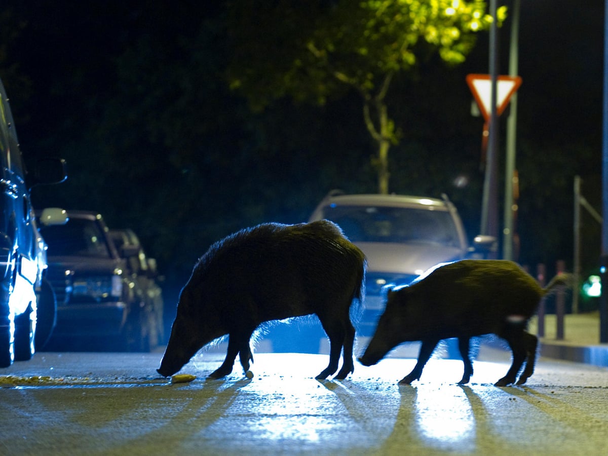 BOAR-CELONA! Following roaming feral pigs’ encounter with Shakira, Spanish tourist mecca tackles growing problem (bbc.com)