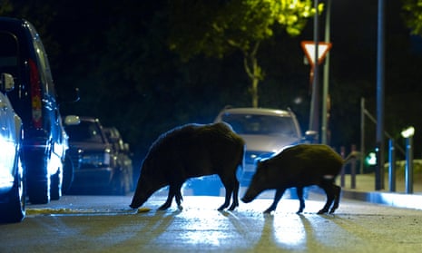 Adult and young Wild boars searching for food on a street in Barcelona.