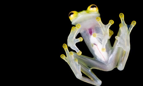 A Mashpi Glass Froga new species of glass frog discoved in the cloud forests of northwestern Ecuador earlier this year. Ten glass frog species are critically endangered, 28 endangered, and 21 are vulnerable to extinction.