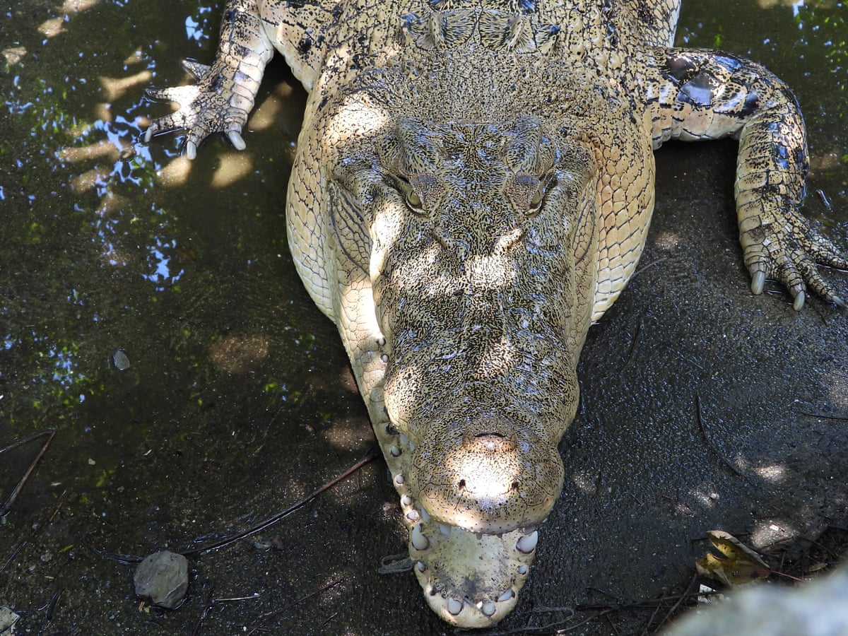 Australian Crocodiles Blamed For Spate Of Deaths In Timor Leste World News The Guardian