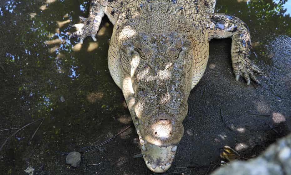 A saltwater crocodile in Timor-Leste