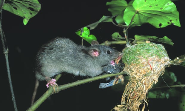 A ship rat attacks a fantail nest in New Zealand. Tree climbing rats are a particular problem for birds that nest in holes where there is no escape.