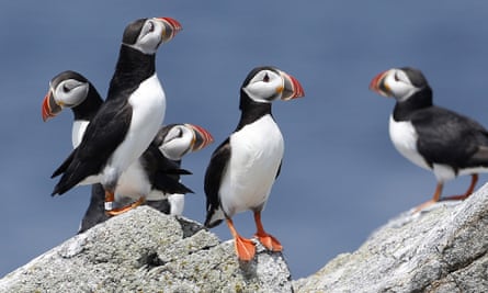 Atlantic puffins on Eastern Egg Rock, a small island off the coast of Maine.