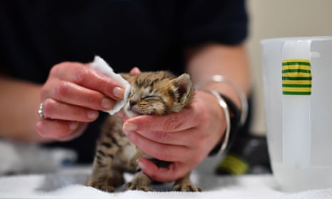 A member of staff health-checking an abandoned kitten at RSPCA Leybourne Animal Centre in south-east England.