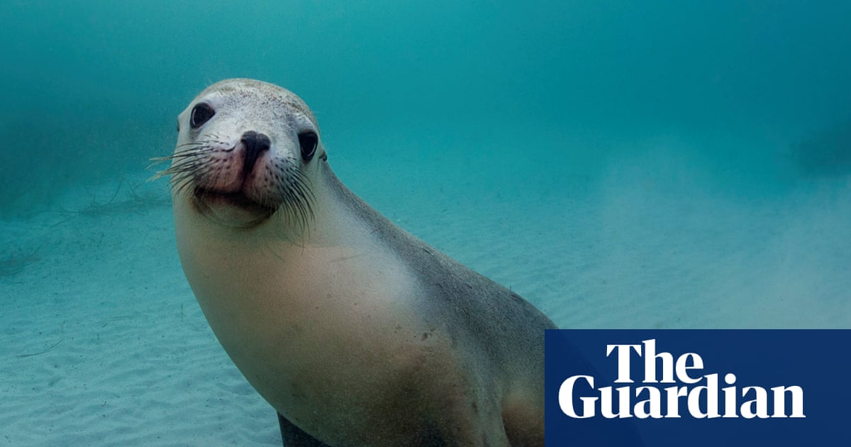 Australia has just 12,000 sea lions left