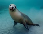 Australia has just 12,000 sea lions left – and ‘carnage’ may await them as bird flu takes hold, scientists warn