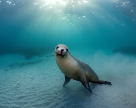 An Australian sea lion
