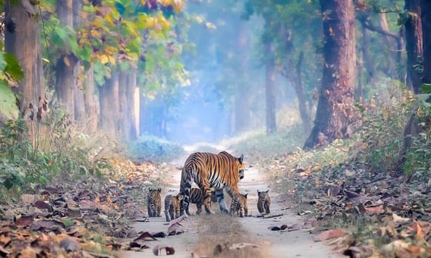 An adult tiger walking her cubs in Dudhwa National Park, Uttar Pradesh, Northern India.