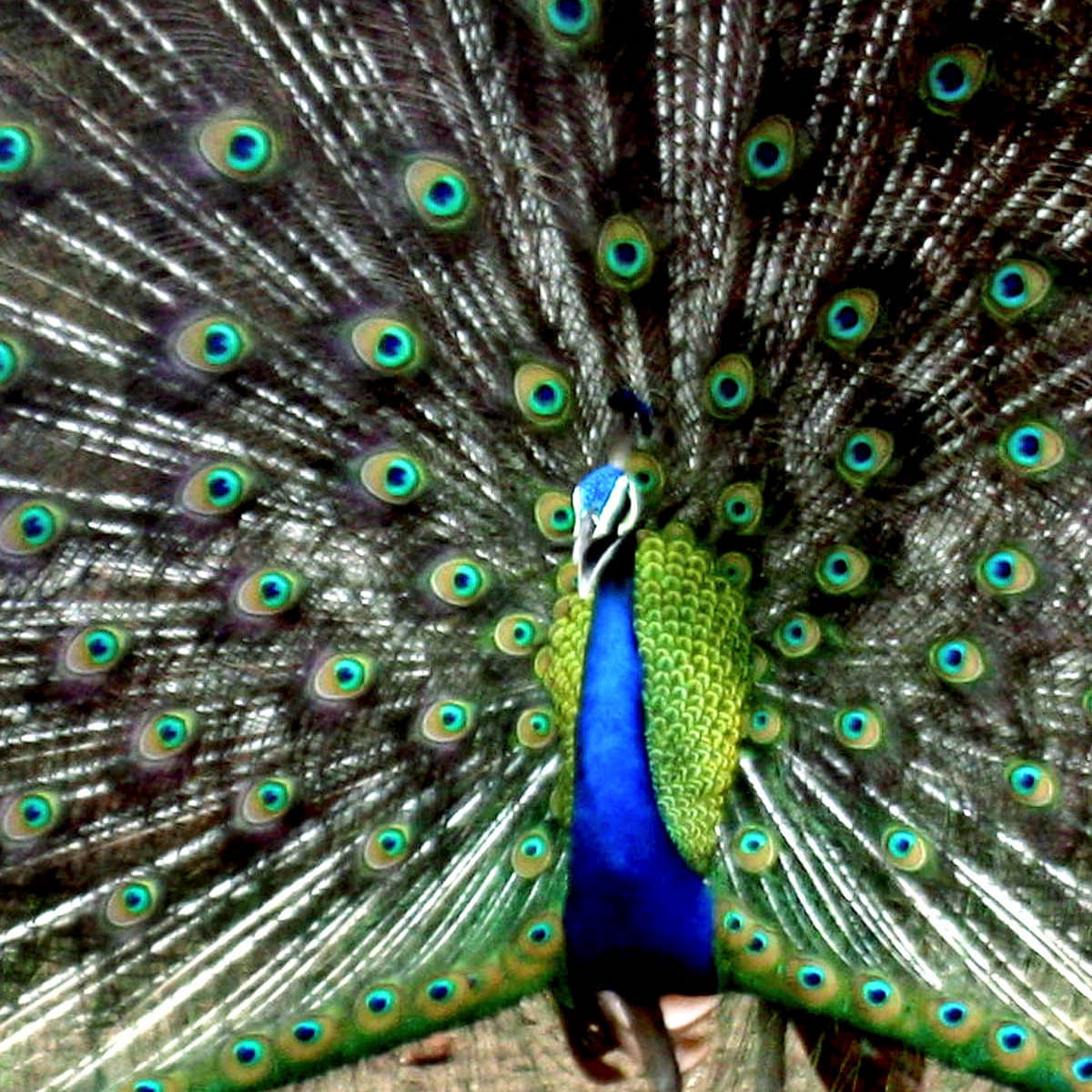 Top 999+ peacock bird images – Amazing Collection peacock bird images Full 4K Top 999+ peacock bird images – Amazing Collection peacock bird images Full 4K