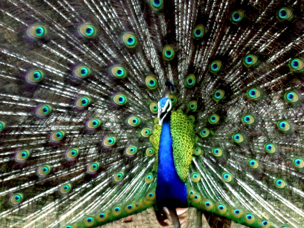 Is it a bird? No, it's vermin: Goa reclassifies the peacock | India | The  Guardian