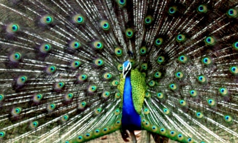 A peacock at Alipur zoo in Calcutta, India