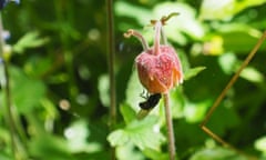 A marmalade hoverfly hangs from a water avens flower