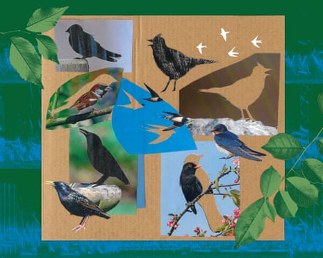 A collage of various bird photographs and silhouettes layered over cardboard, surrounded by green leaves
