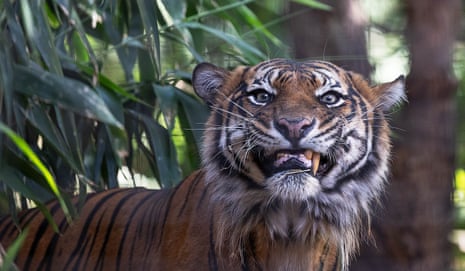 A Sumatran tiger bares his teeth while looking straight at the viewer