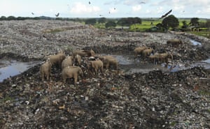Wild elephants scavenge for food at an open landfill site in the village of Pallakkadu.