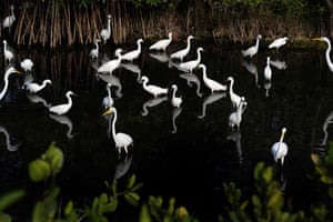Ibis brancos e garças brancas compartilham uma área de baixo nível de água no refúgio nacional de vida selvagem Merritt Island em Titusville, Flórida, EUA