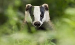 Apocalipsis hedgehog: la lucha para salvar a gran Bretaña favorito de los mamíferos 2 ‘Badger predation is is one of the main causes of hedgehog mortality’, according to a study.