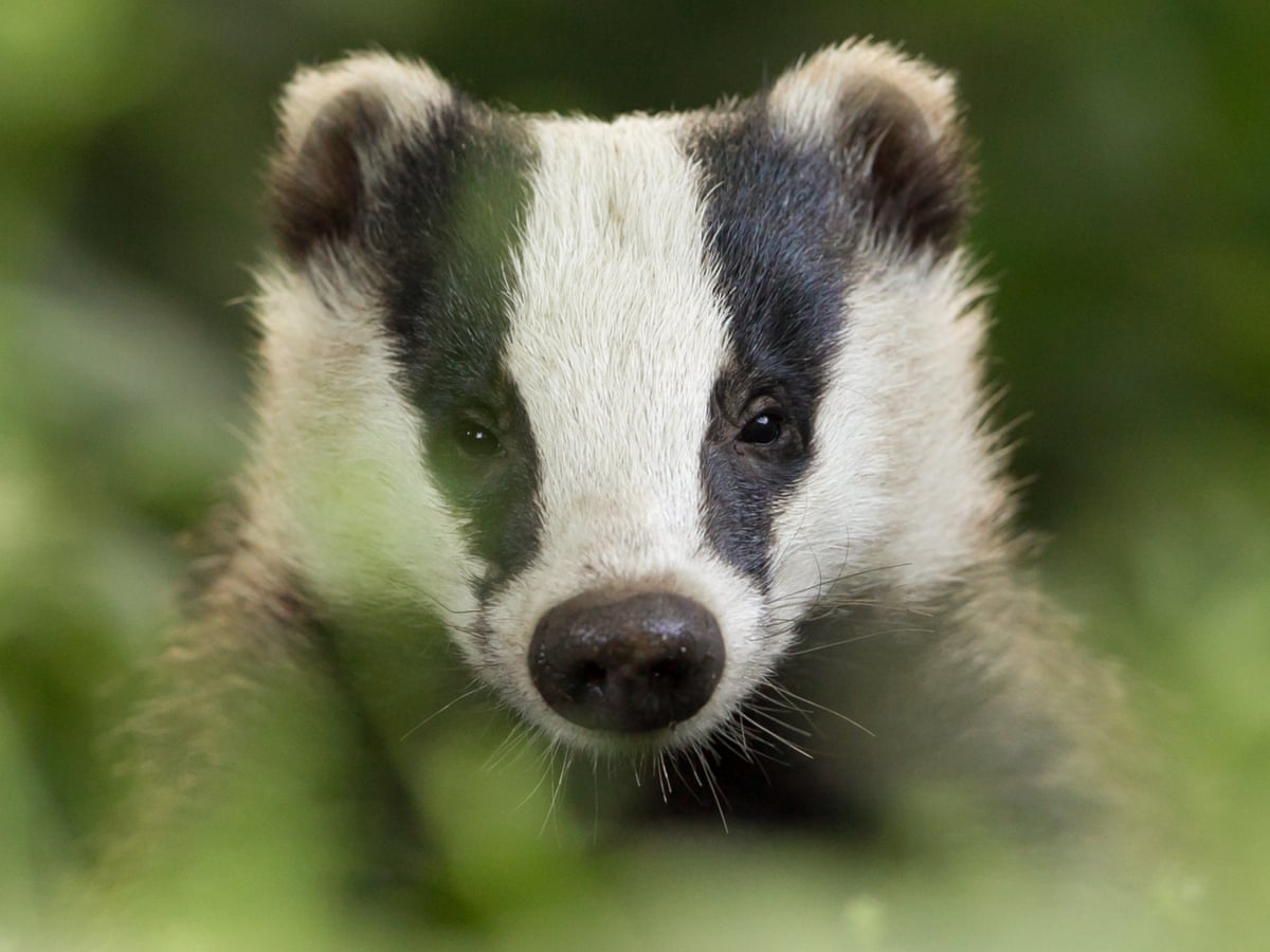 Badger Cull Could See Boom In Foxes Stoats And Weasels Badgers The Guardian Badger Cull Could See Boom In Foxes Stoats And Weasels Badgers The Guardian