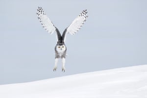 Snowy landing