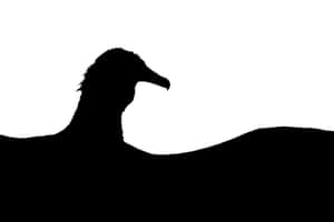 15-17 years. Young Bird Photographer of the Year 2025. Minimalist.‘I took this photo during the biggest trip of my life, which was to Central America , in the first country we visited, Nicaragua. I saw this big vulture drying its wings on a pole close to our hotel. I was being watched by the bird but it was very calm so I had a long time to photograph it. The scenery wasn’t beautiful so I decided to frame it with only part of the bird being in the photo. I tried various combinations and this one is my favourite.’