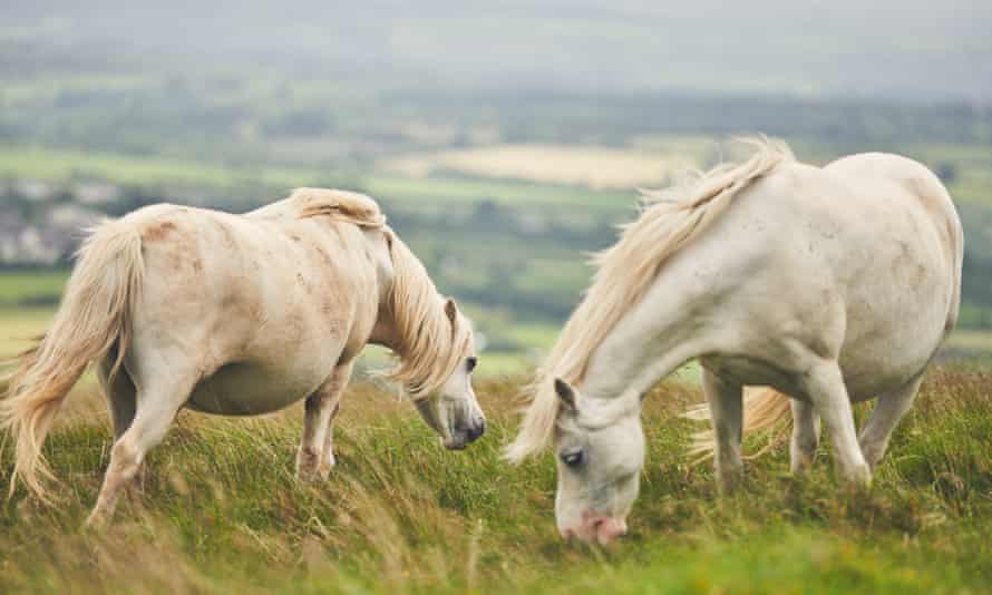 Ponies grazing on the hillside.