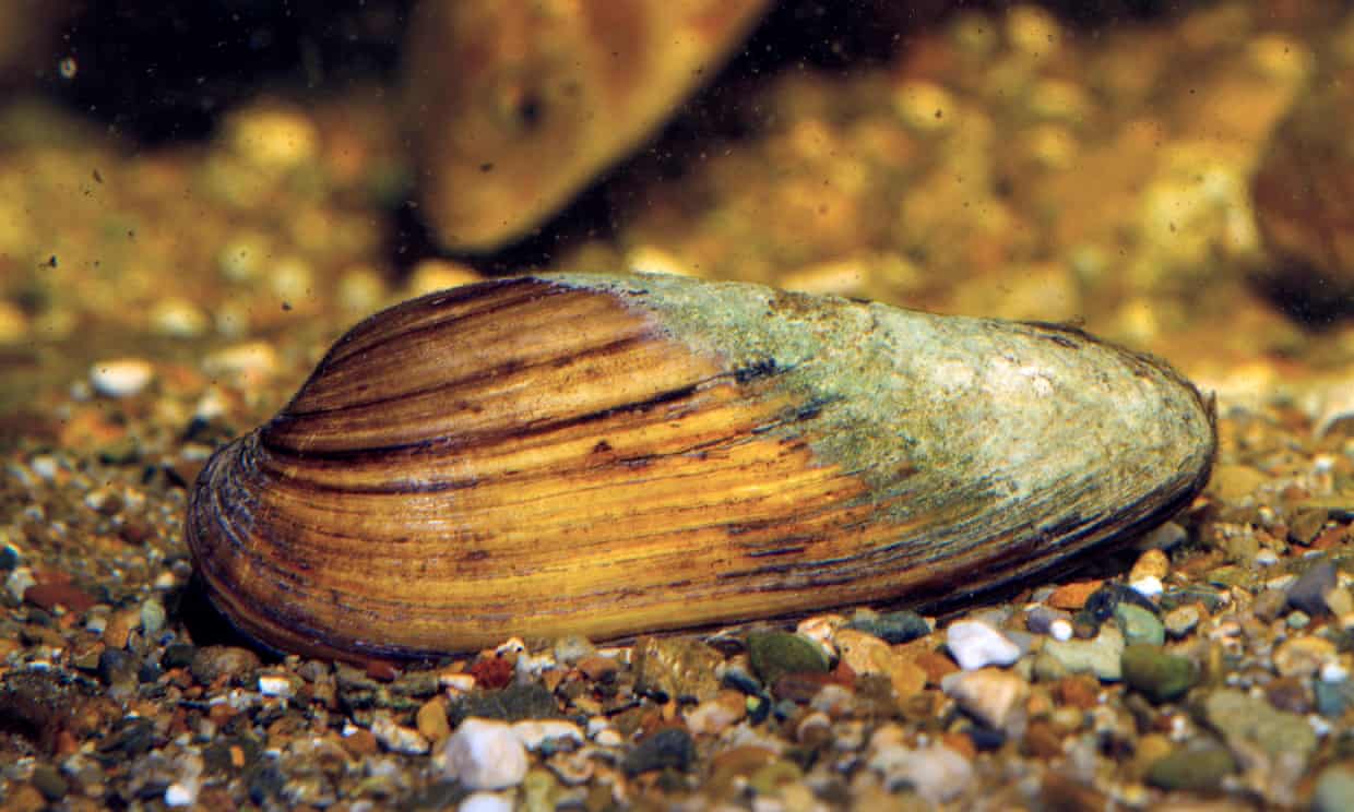 Native mussel numbers down almost 95% since 1960s Native mussel numbers down almost 95% since 1960s
