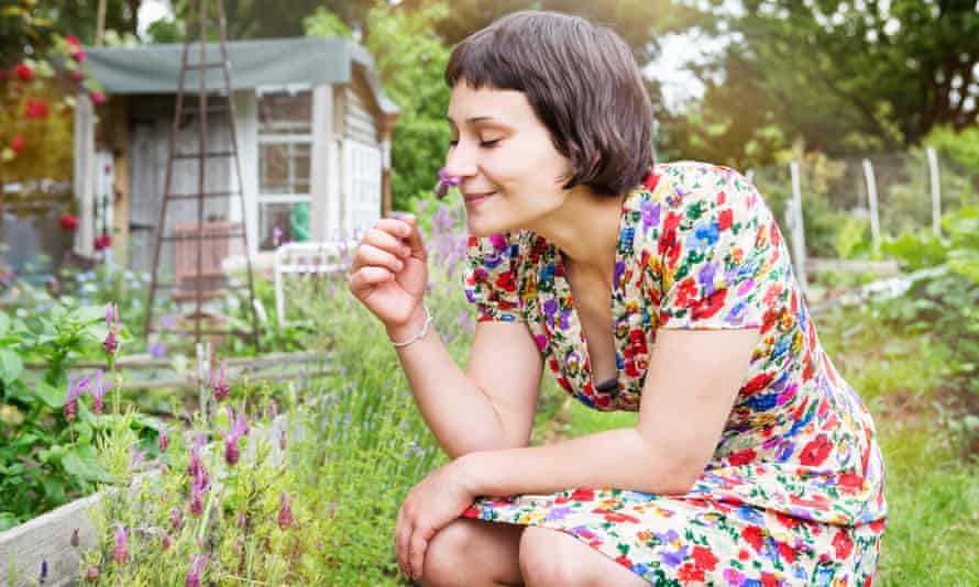 Scentsational The 15 Best Flowers To Plant Now For A Beautifully Aromatic Garden Gardening Advice Guardian The 15 Best Flowers To Plant Now For A, Best Scented Garden Plants Uk