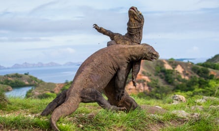 Komodo dragons fighting