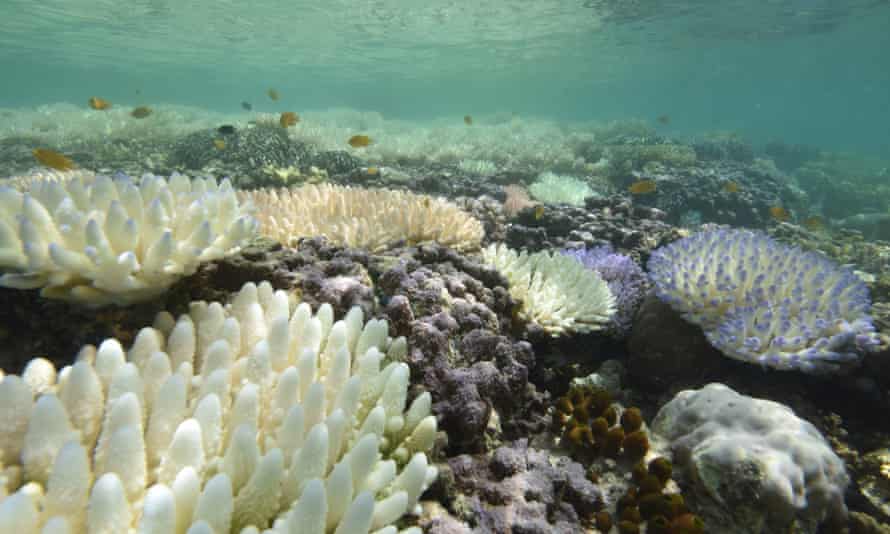 Corals bleaching at Loomis Reef, Lizard Island, during mass coral bleaching of 2016