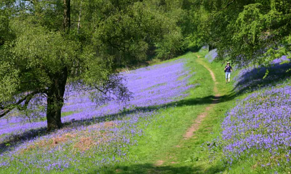 Bluebells on the west side of the Malvern hills, designated a site of biological and geological scientific special interest.