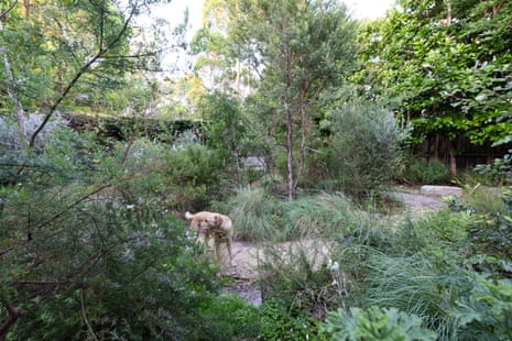 Cynthia Banham’s garden