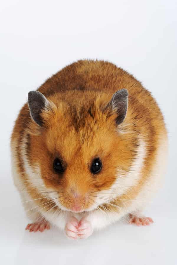 The Syrian hamster has become the most widely used animal in Covid-19 research.