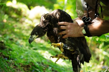 A man's hands grip an eagle on either side.