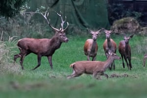 A stag runs behind hinds in a forest of the Taurus Region near Frankfurt, Germany
