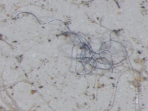 Researcher Gregory Weatherbee found multicolored microscopic plastic fibers in rainwater samples.