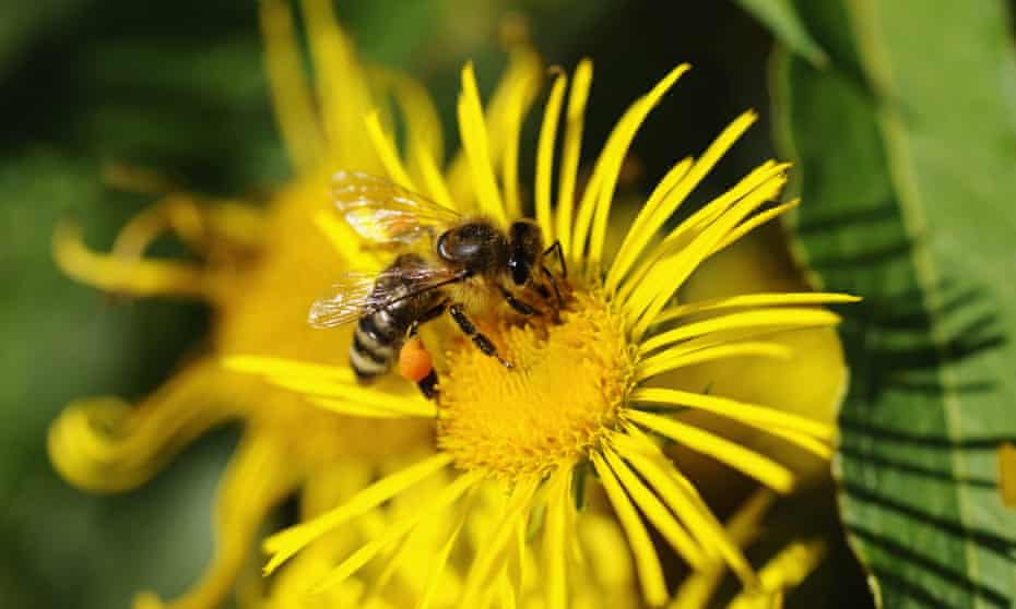 Honey bee (Apis mellifera) on a flower