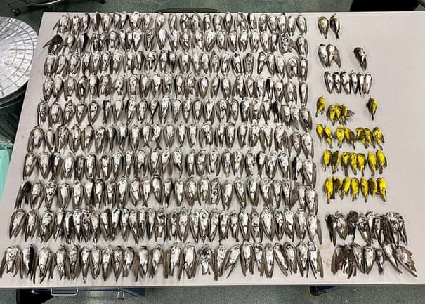 Some of the dead birds, including more than 250 Violet-green swallows and 35 Wilson’s Warblers, collected along the Rio Grande in Velarde, New Mexico, in September. Photograph: Jenna McCullough/University of New Mexico